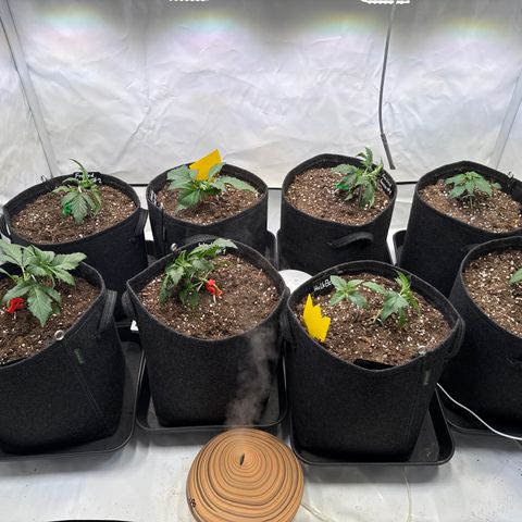 Frosted Guava Auto #3 growlog timeline photo