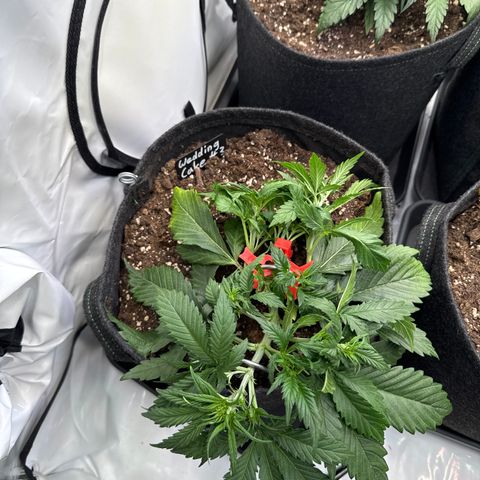 Wedding Cake Auto #3 growlog timeline photo