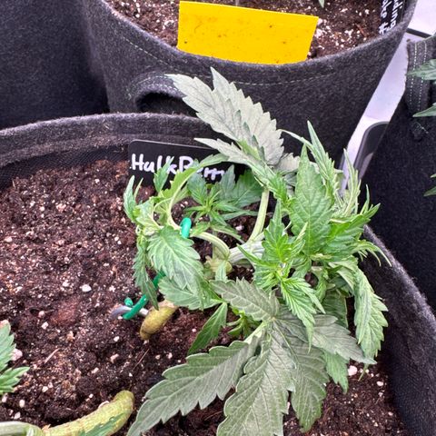 HulkBerry Auto growlog timeline photo