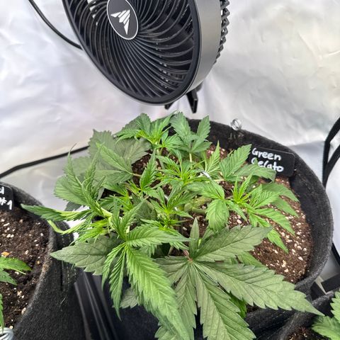 Green Gelato Auto growlog timeline photo