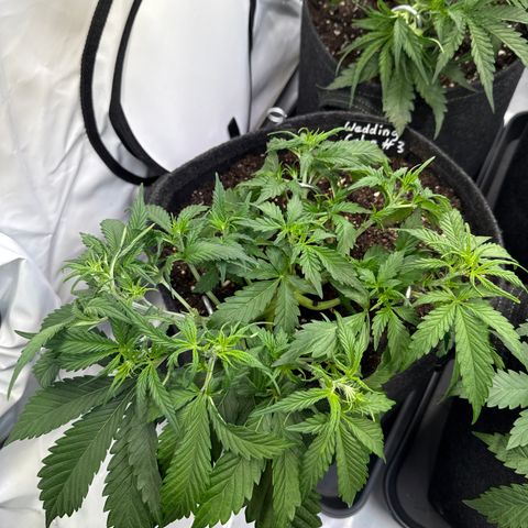 Wedding Cake Auto #3 growlog timeline photo