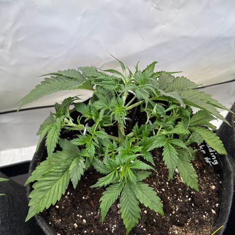 Wedding Cake Auto #2 growlog timeline photo