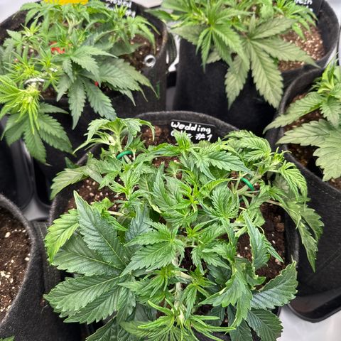 Wedding Cake Auto #1 growlog timeline photo