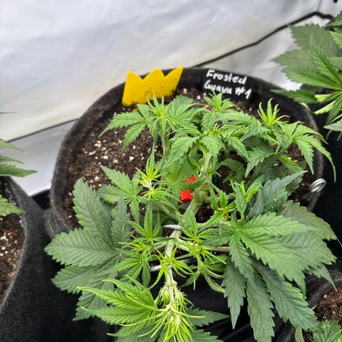 Frosted Guava Auto #1 growlog timeline photo