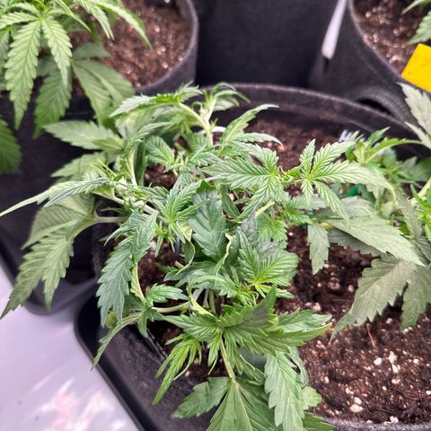 Frosted Guava Auto #3 growlog timeline photo