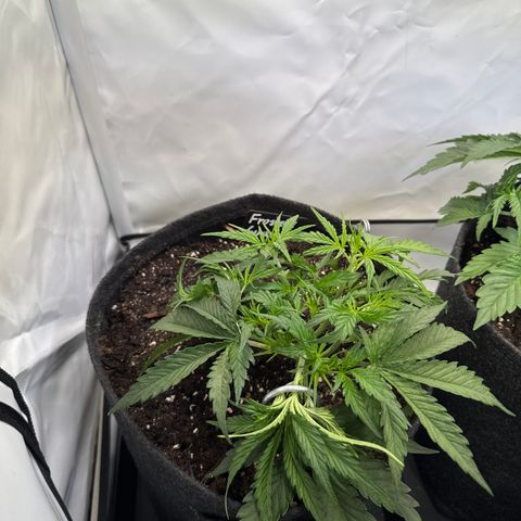Frosted Guava Auto #2 growlog timeline photo