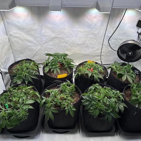 Frosted Guava Auto #3 growlog timeline photo