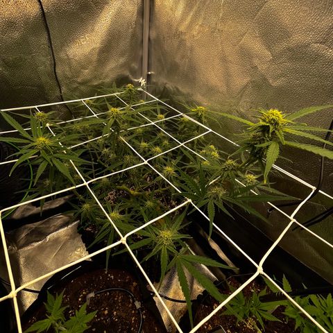 Gelato growlog timeline photo