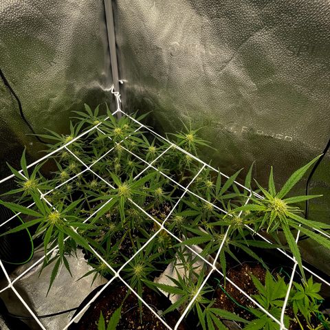 Gelato growlog timeline photo