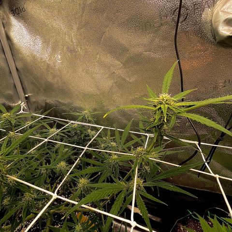 Gelato growlog timeline photo