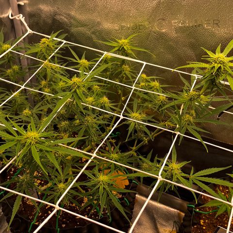 Gelato growlog timeline photo