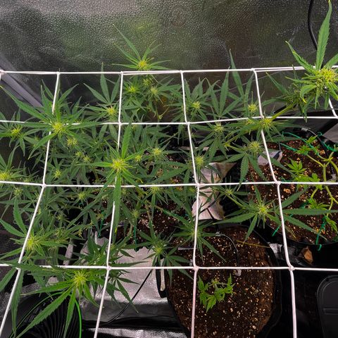Gelato growlog timeline photo