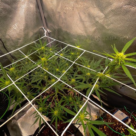 Gelato growlog timeline photo