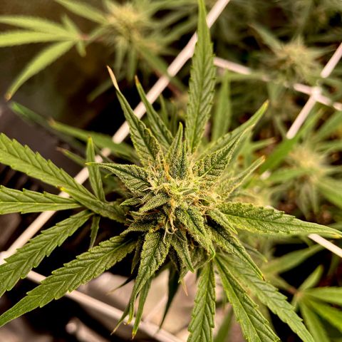 Gelato growlog timeline photo