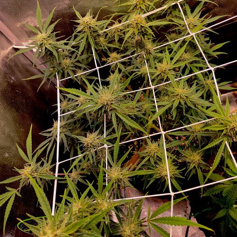 Gelato growlog timeline photo