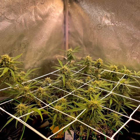 Gelato growlog timeline photo
