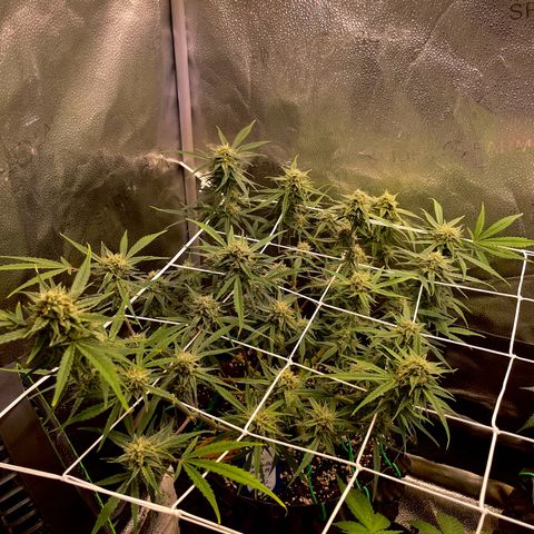 Gelato growlog timeline photo