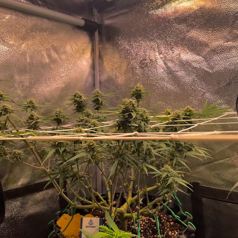 Gelato growlog timeline photo