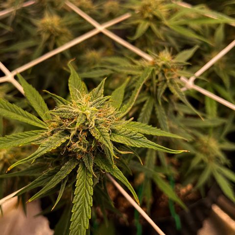 Gelato growlog timeline photo