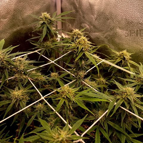 Gelato growlog timeline photo