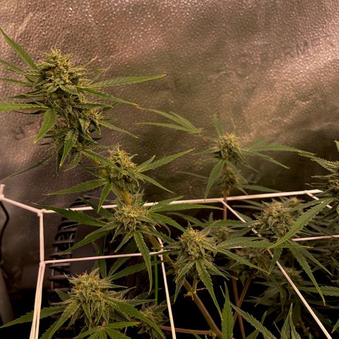 Gelato growlog timeline photo