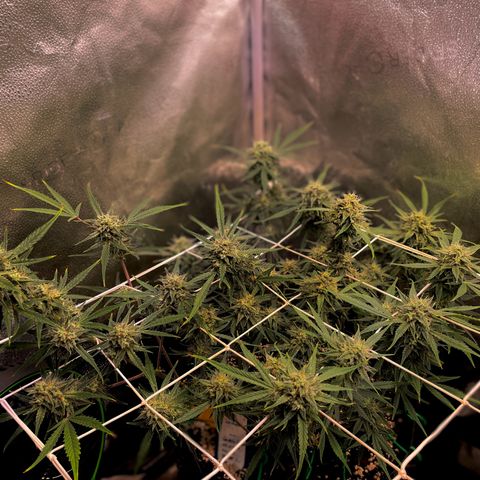 Gelato growlog timeline photo