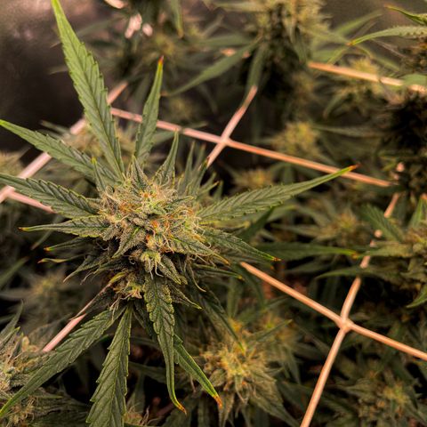 Gelato growlog timeline photo