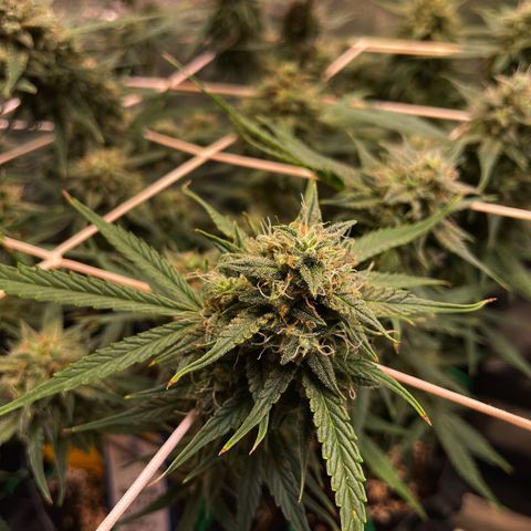 Gelato growlog timeline photo