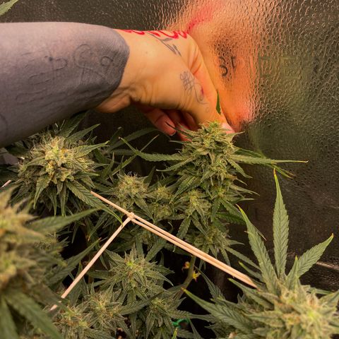 Gelato growlog timeline photo