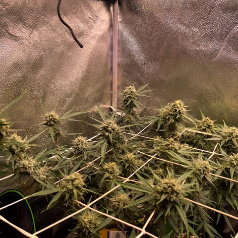 Gelato growlog timeline photo