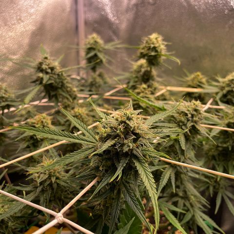 Gelato growlog timeline photo