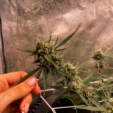 Gelato growlog timeline photo