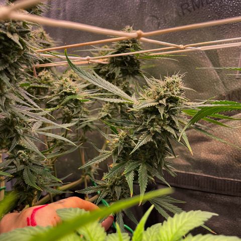 Gelato growlog timeline photo