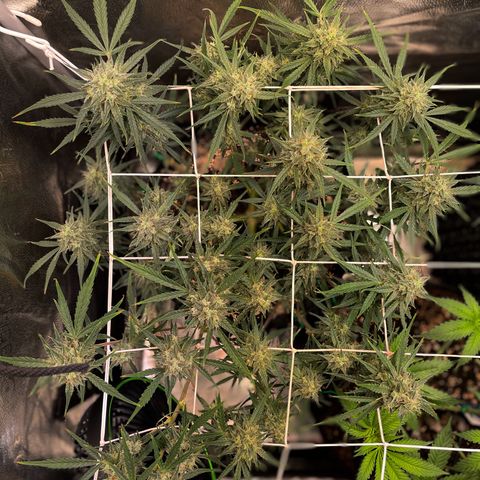 Gelato growlog timeline photo