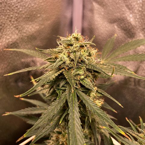 Gelato growlog timeline photo