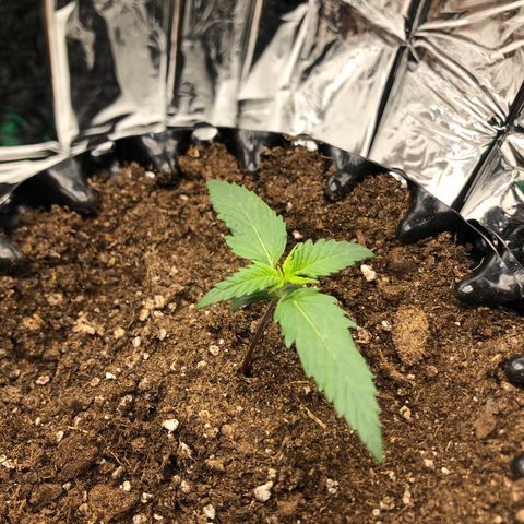 Däumeline growlog timeline photo