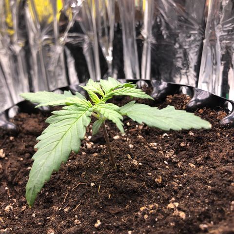 Däumeline growlog timeline photo