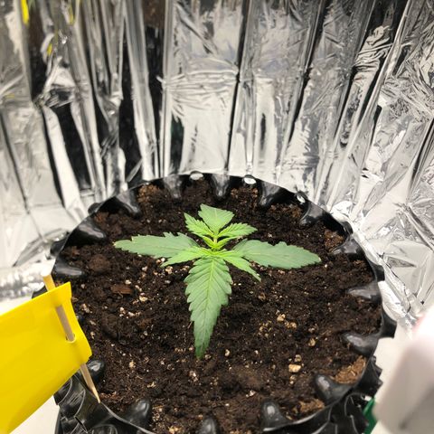 Däumeline growlog timeline photo