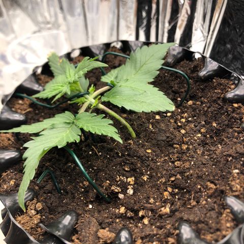 Däumeline growlog timeline photo