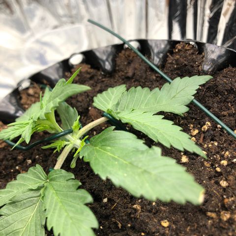 Däumeline growlog timeline photo