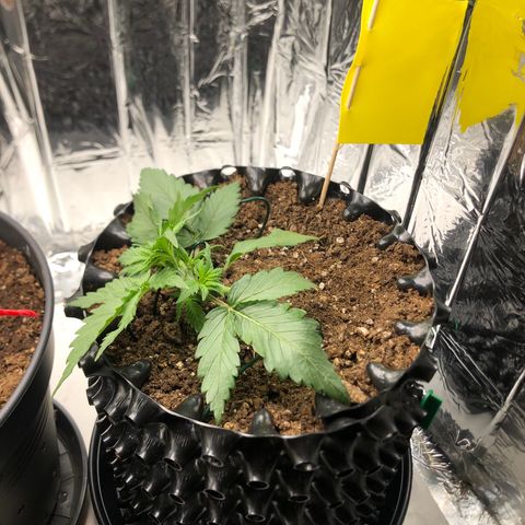Däumeline growlog timeline photo