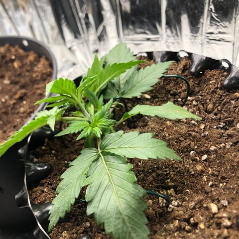 Däumeline growlog timeline photo