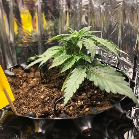 Däumeline growlog timeline photo