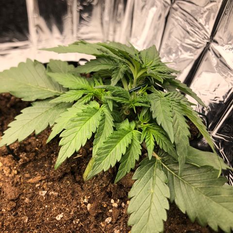 Däumeline growlog timeline photo