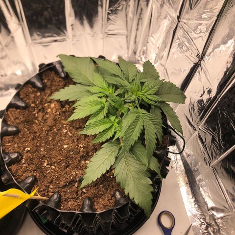 Däumeline growlog timeline photo