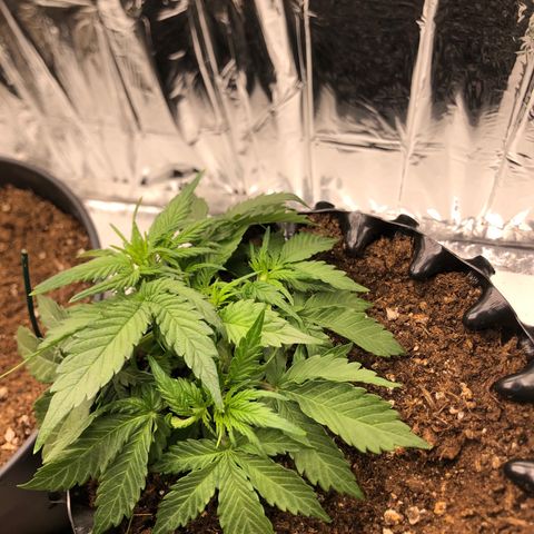 Däumeline growlog timeline photo