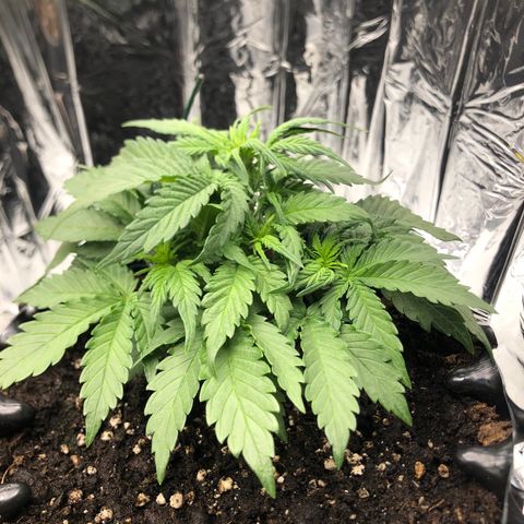 Däumeline growlog timeline photo