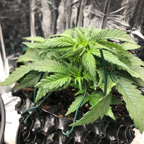 Däumeline growlog timeline photo