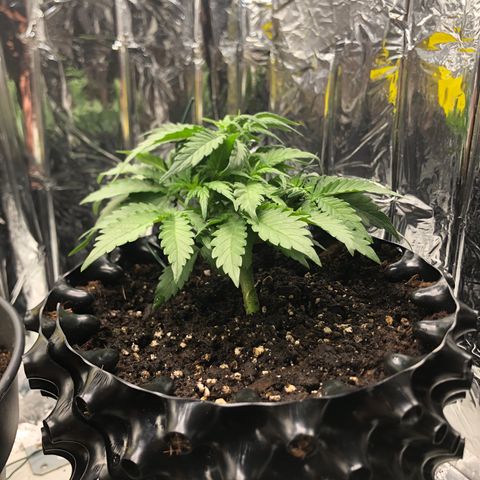 Däumeline growlog timeline photo