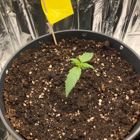 Molly  growlog timeline photo